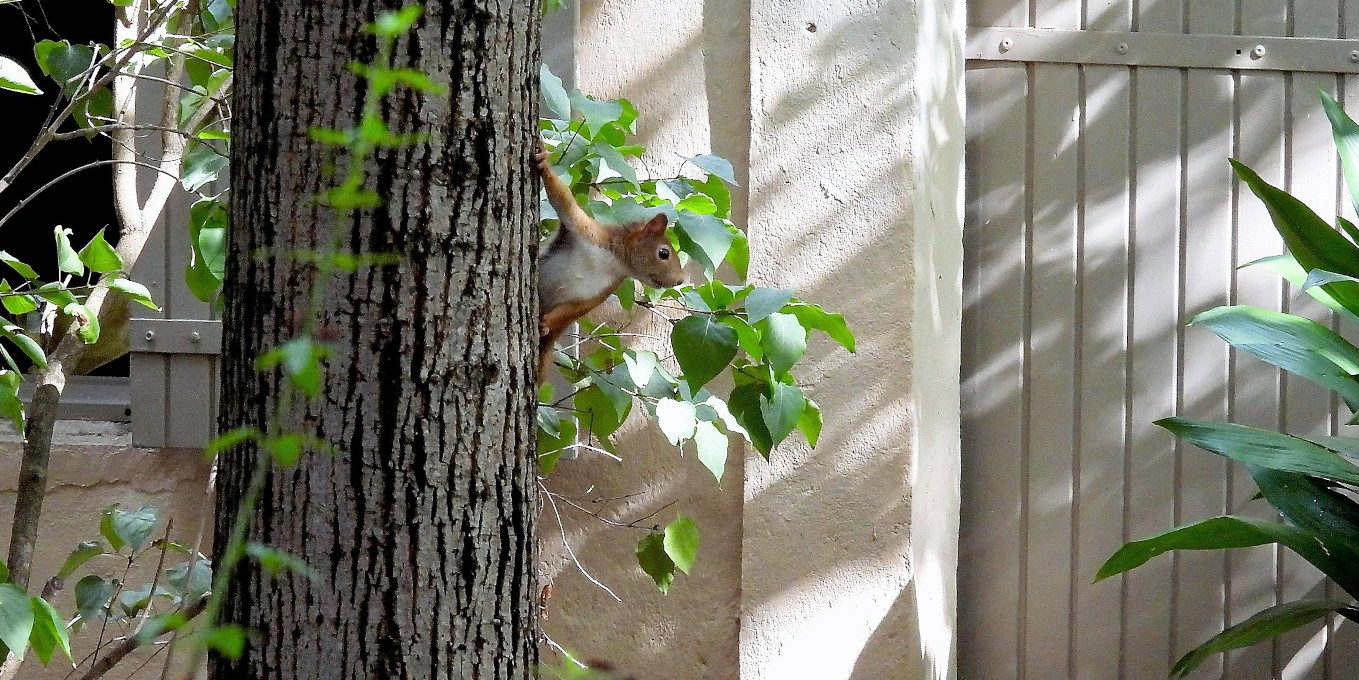 Ecureuil roux (Sciurus vulgaris) dans le jardin de Jean à Nîmes © Jean Chaussignand